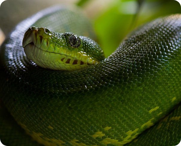 snake